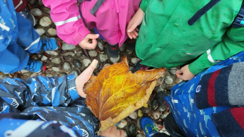 Piccole guide nel bosco: alla Casa dei Bambini di Provaglio il progetto di apprendimento a contatto con la natura