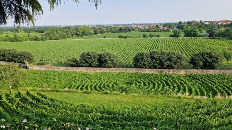 vigneto circolare di Bornato