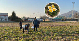 Germogliano i capulì... e la raccolta è gratuita